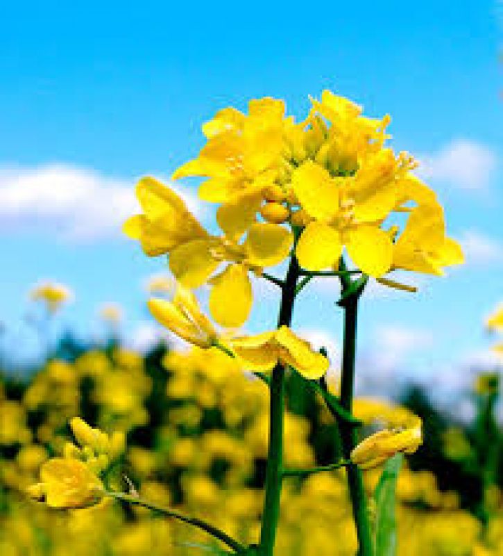 Mustard is a major crop for farmers