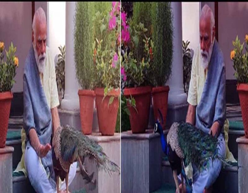  PM Modi Shares Video Of His Bond With Peacocks At His Residence