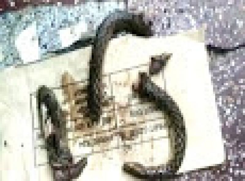 Snake bites man in a village man bites it back snake died