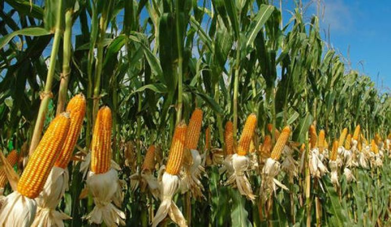 maize