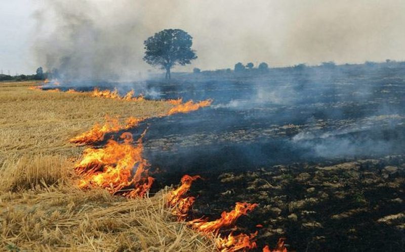 paddy crop burn