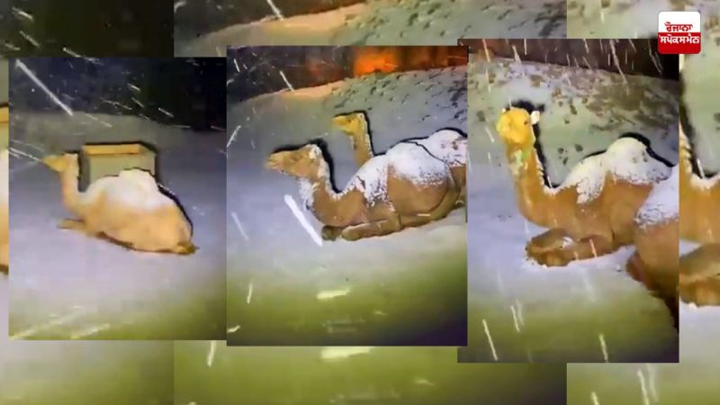 snow on camels