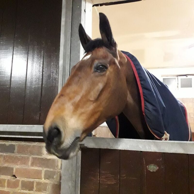 This Police Horse Refuses to Start His Day Without A Cup Of Tea & We Feel Him!