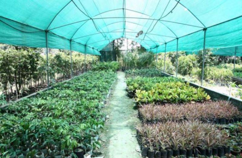 Plant Nursery
