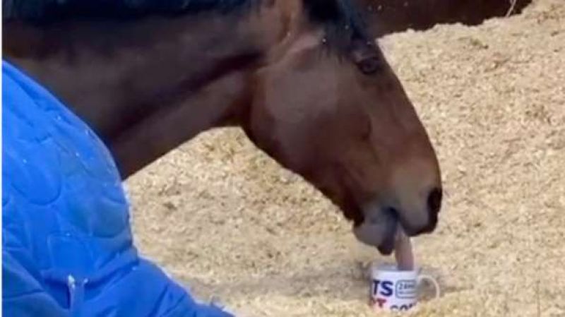 This Police Horse Refuses to Start His Day Without A Cup Of Tea & We Feel Him!