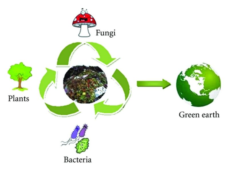 The process of waste bioremediation