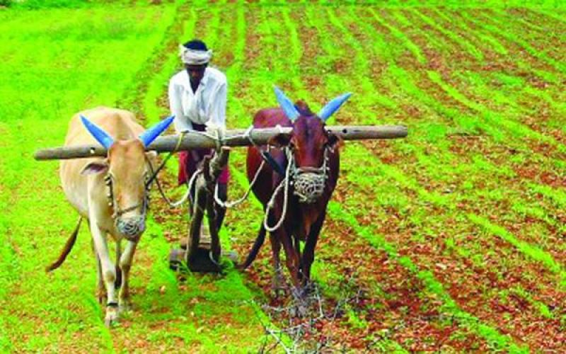 MSP decision on crops