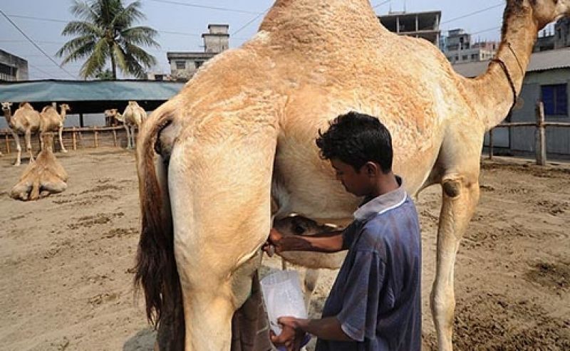Camel milk