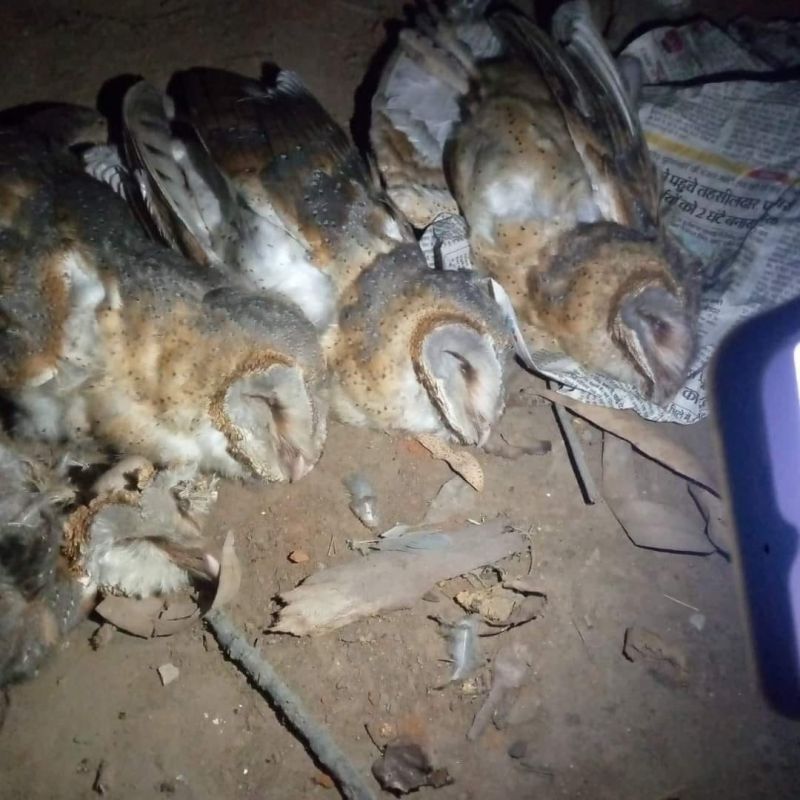 Many birds have died after eating medicine in the fields