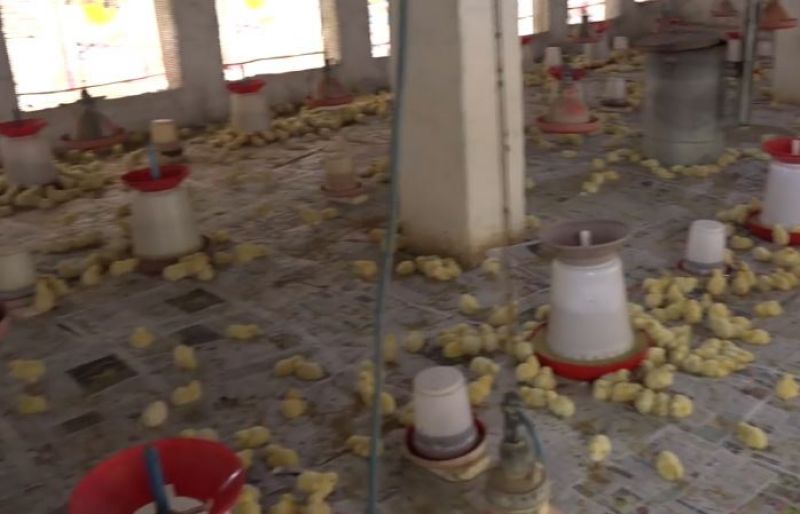 Poultry Farm 