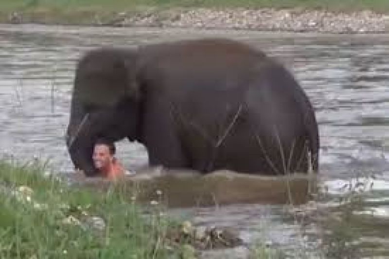 Emotivideo Elephant child