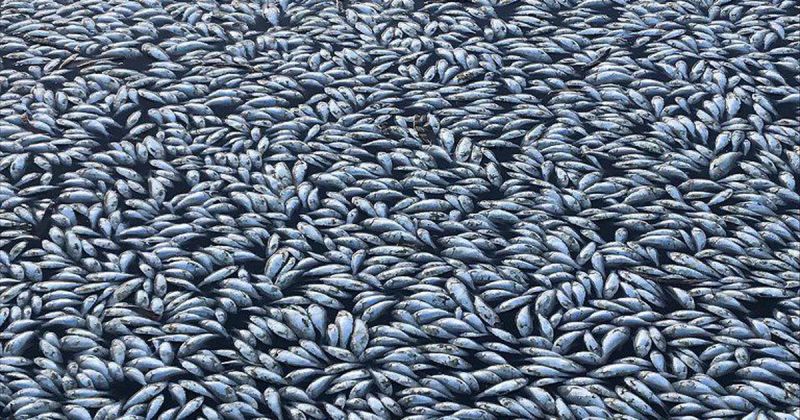 Fish Death Darling River