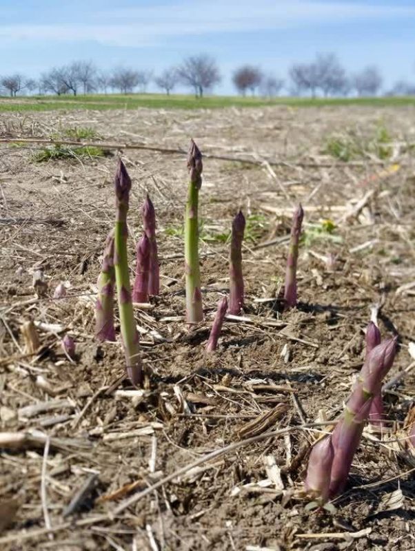 Asparagus Agriculture