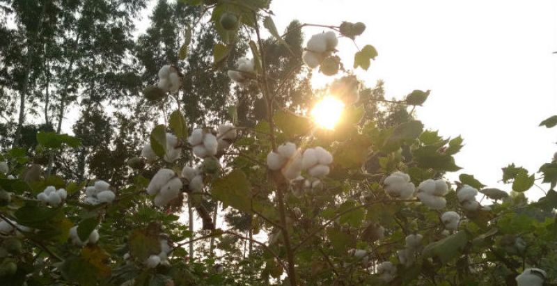 Cotton Farm