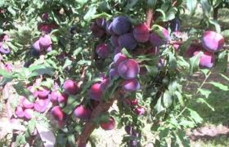 Plums Cultivate 