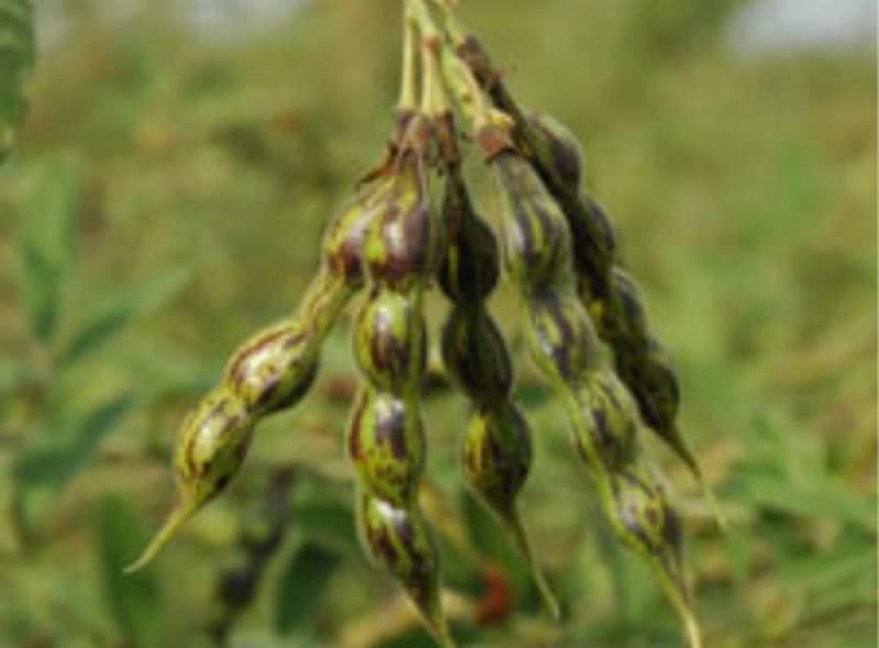 Arhar Crop Cultivation