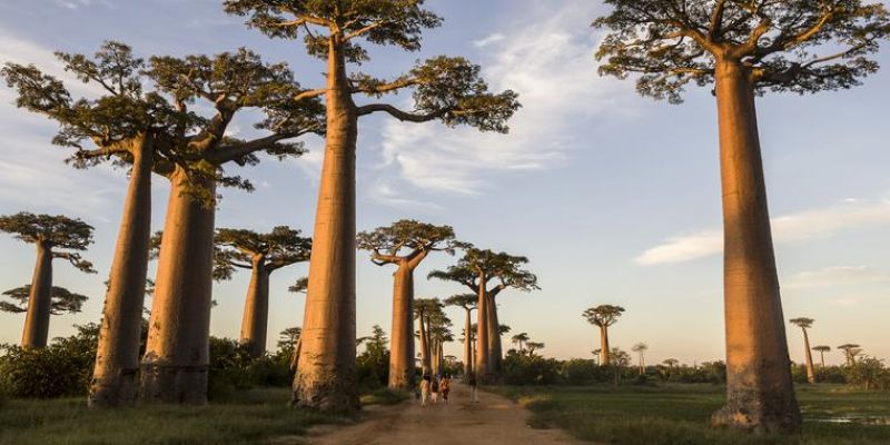 morondava tree