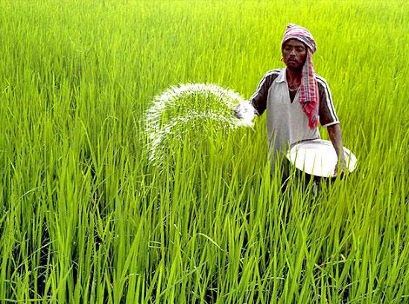 MSP decision on crops