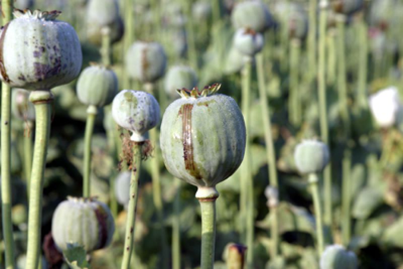 Opium Cultivation