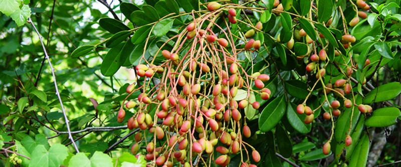 Lakshmi Taru fruit
