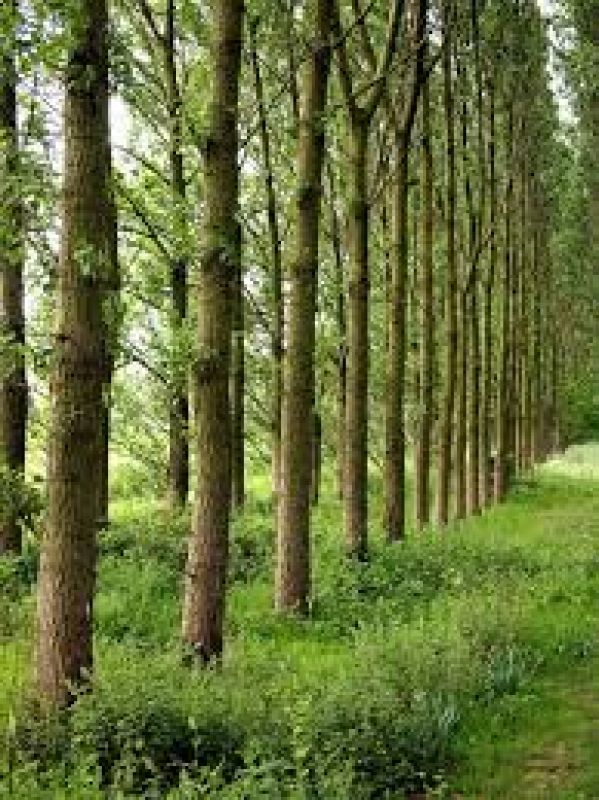 Poplar Trees