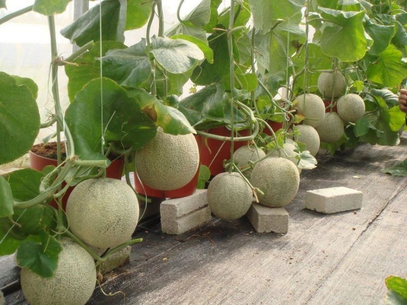 Melon Farming