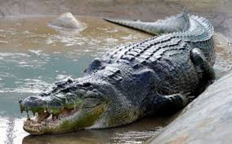 Girl fight with Crocodile