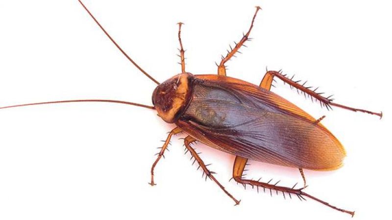 Cockroach family found living inside man’s ear canal