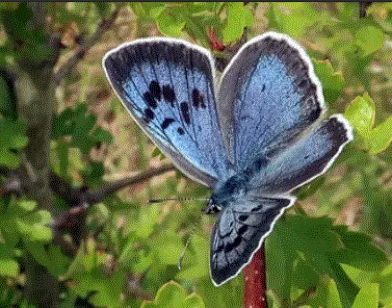  blue butterfly 