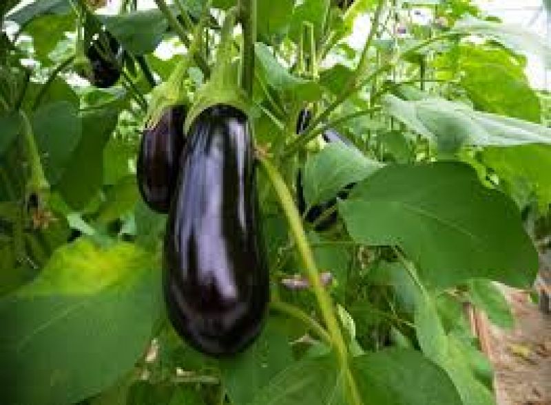  Cultivate Brinjal