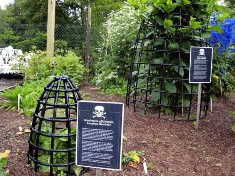 The Poison Garden