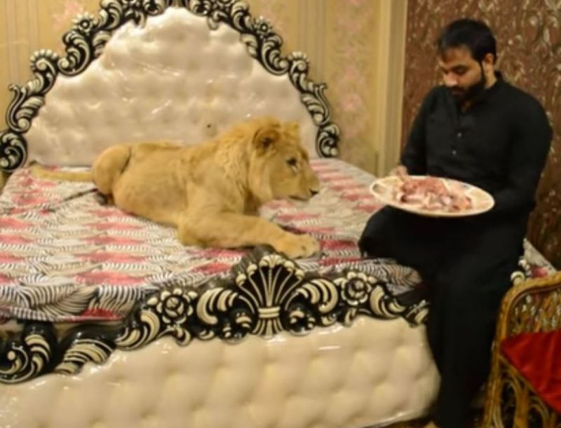 Man Lives With Pet Lion