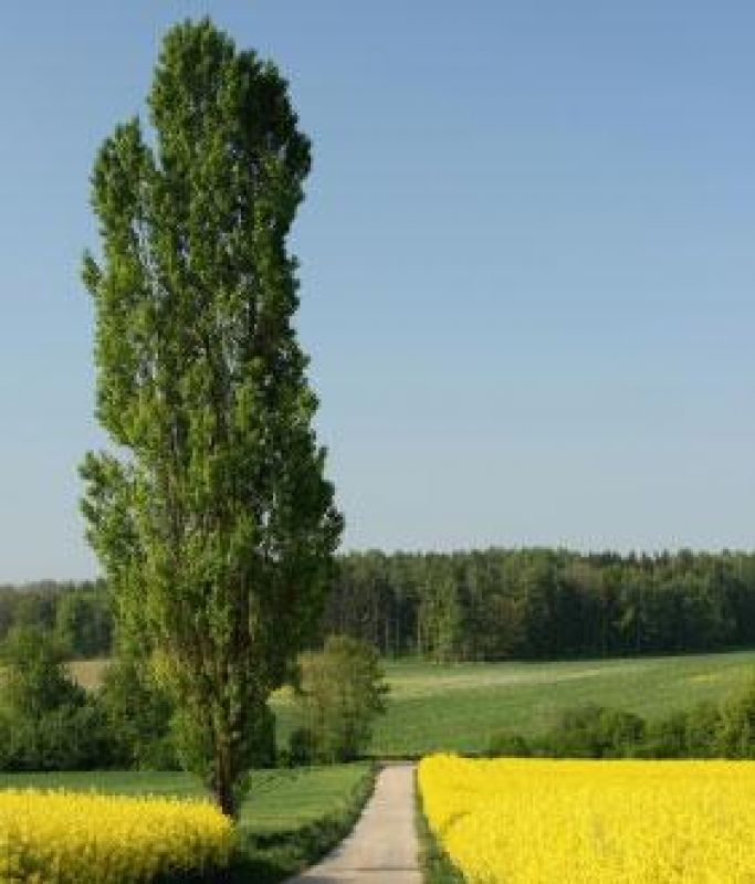 Poplar Trees
