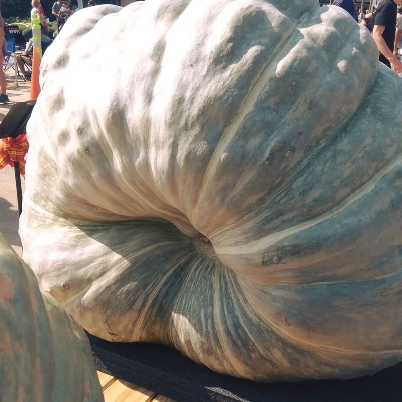  World's largest pumpkin