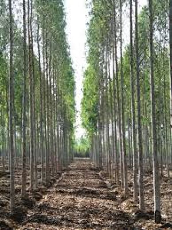 Eucalyptus Clonal Plant