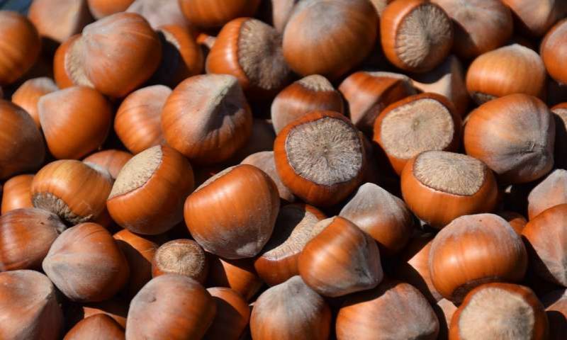 Hazelnuts