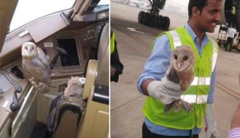  Owl in Jet Airway 