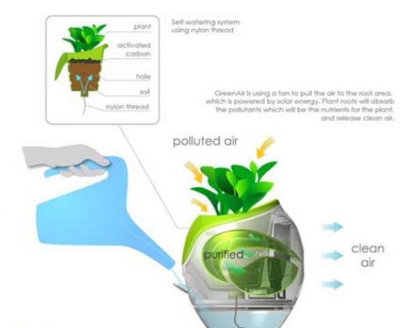 natural air purifier
