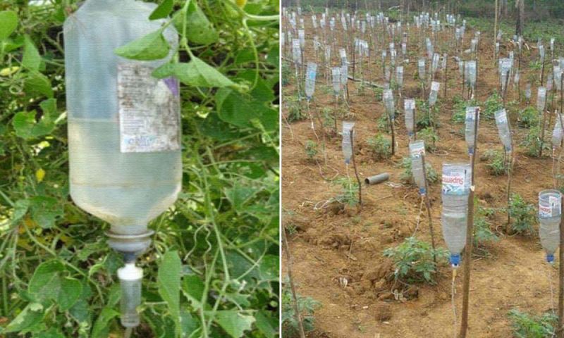 Farmer Build Drip Irrigation System Using Waste Glucose Bottles