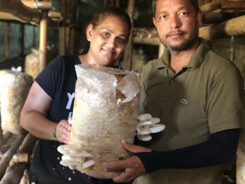 Mushroom cultivation