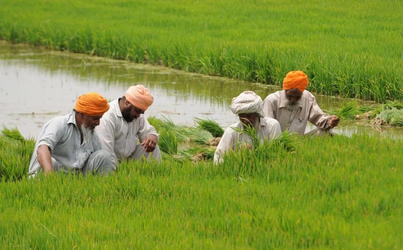 Farmers in Field