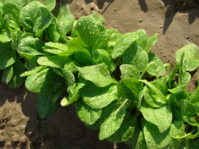 Spinach farming