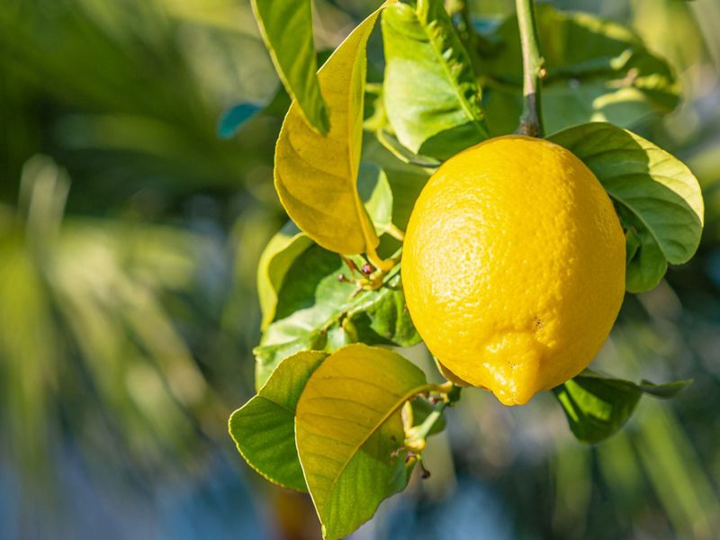 Lemon Leaves Benefits  