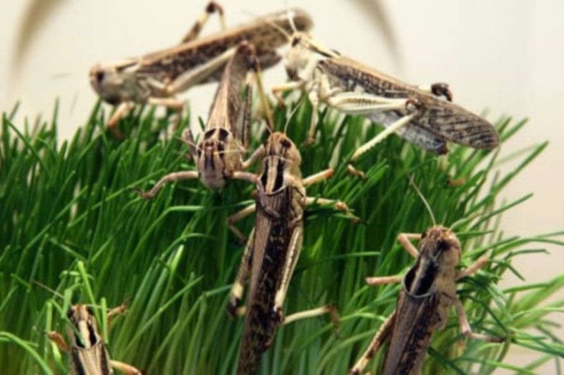 Locust attack in Rajasthan