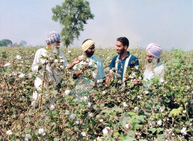 Cotton Crop