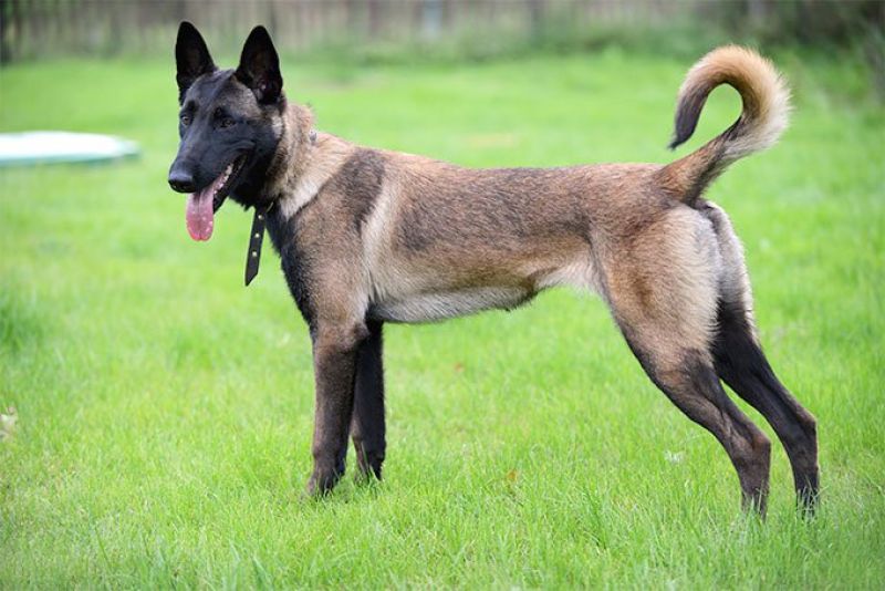 Belgian Malinois dor