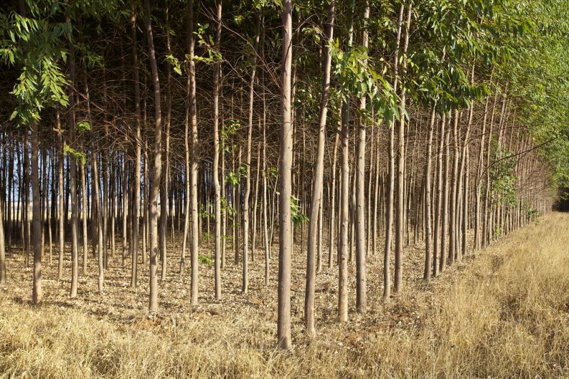 Eucalyptus Clonal Plant