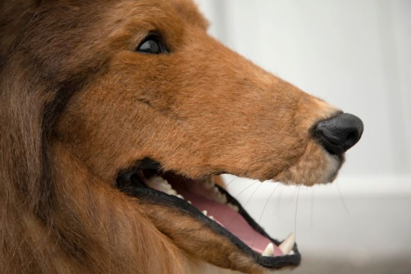  Man-made dog costs Rs 12 lakh in Japan