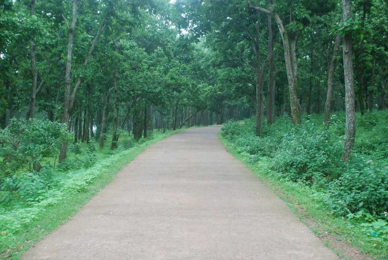 Netarhat Jungle