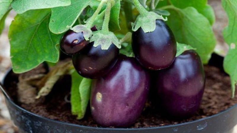  Cultivate Brinjal